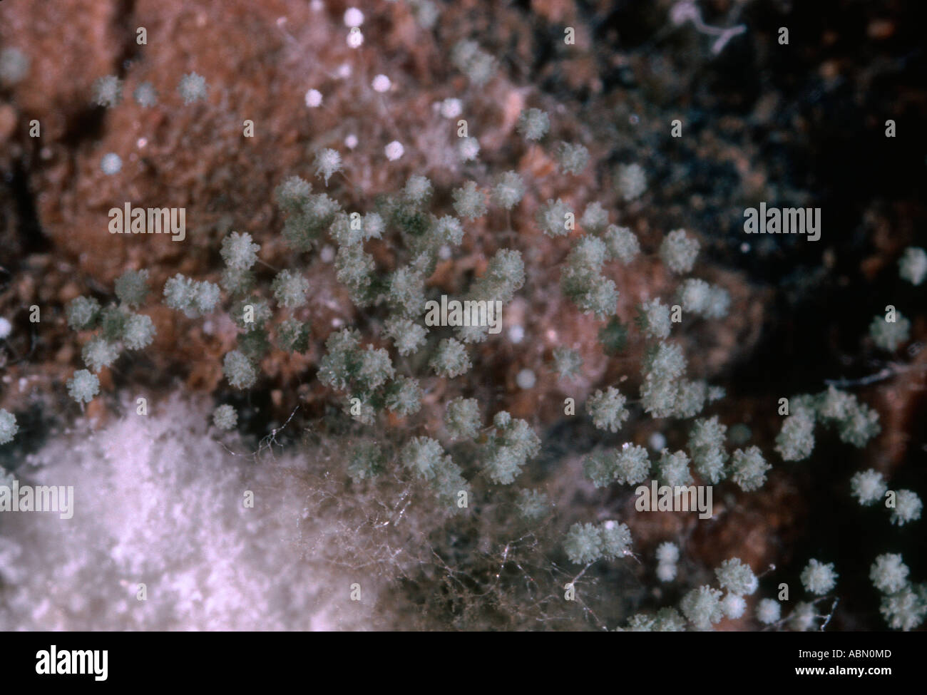 Mold, Order Mucorales. Mycelium and spores on sweet potato Stock Photo