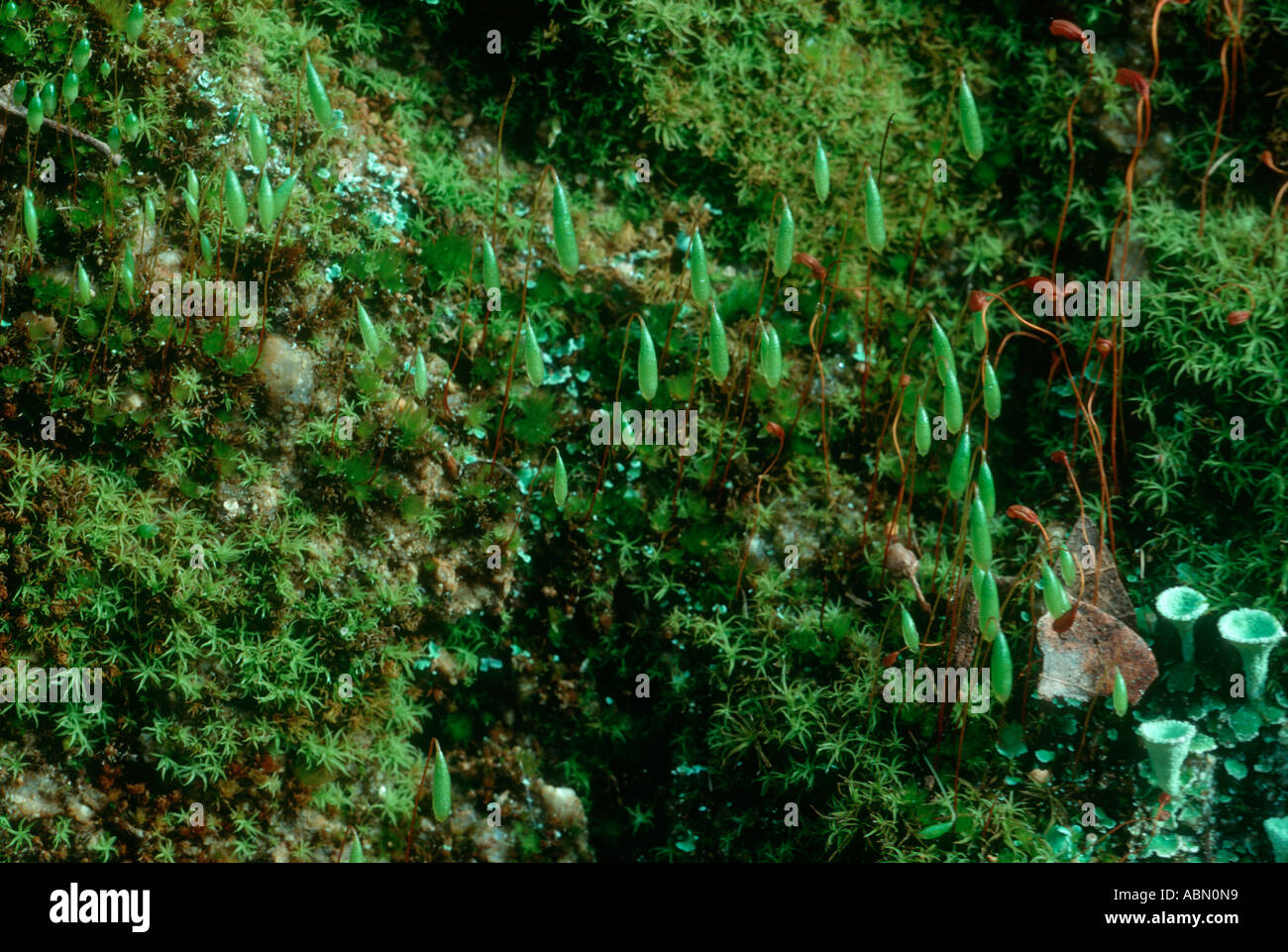Moss, Plagiomnium undulatum. Reproductive capsules Stock Photo