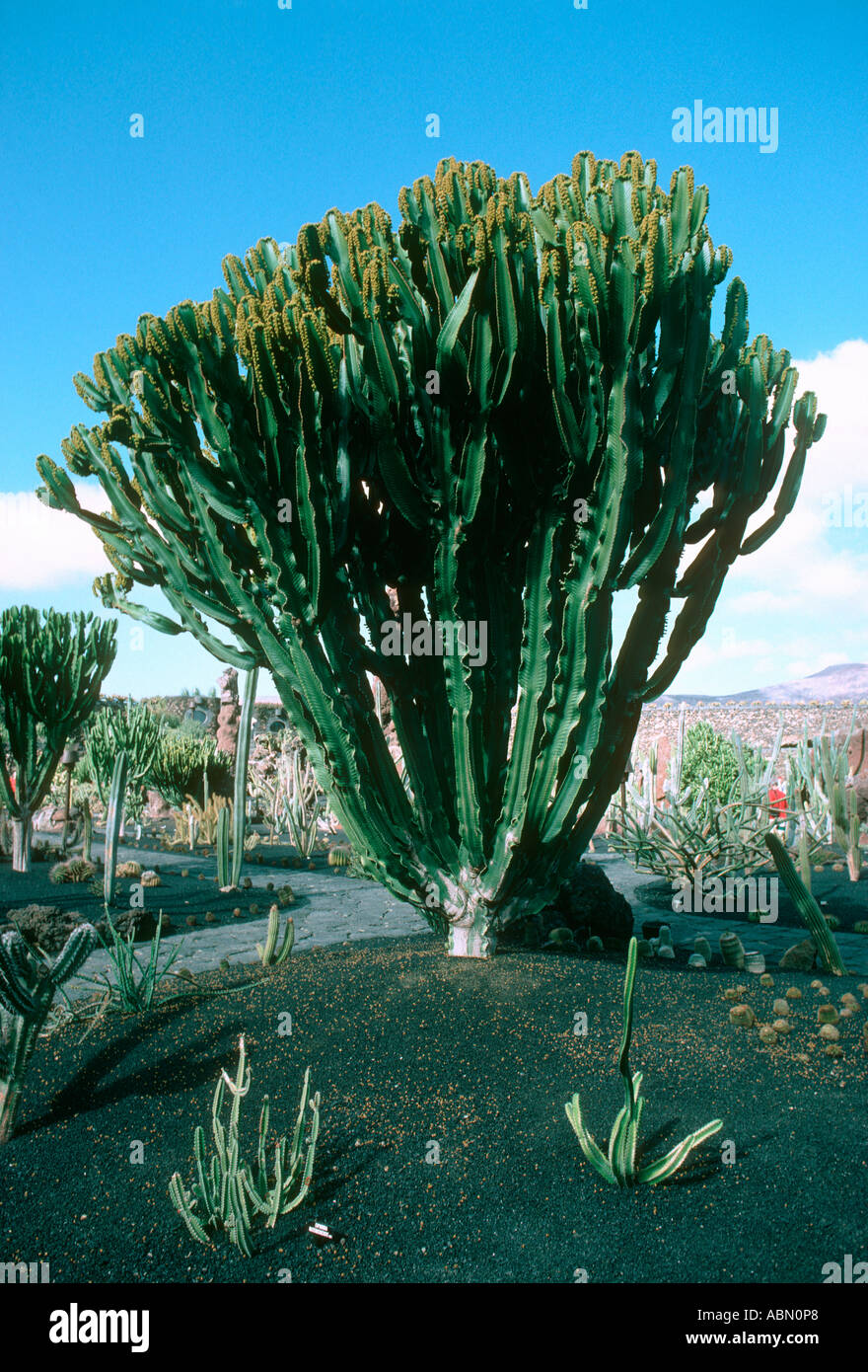 Euphorbiae plant, Euphorbia waterbergensis. Whole plant. Lanzarote Island. Canaries. Spain Stock Photo