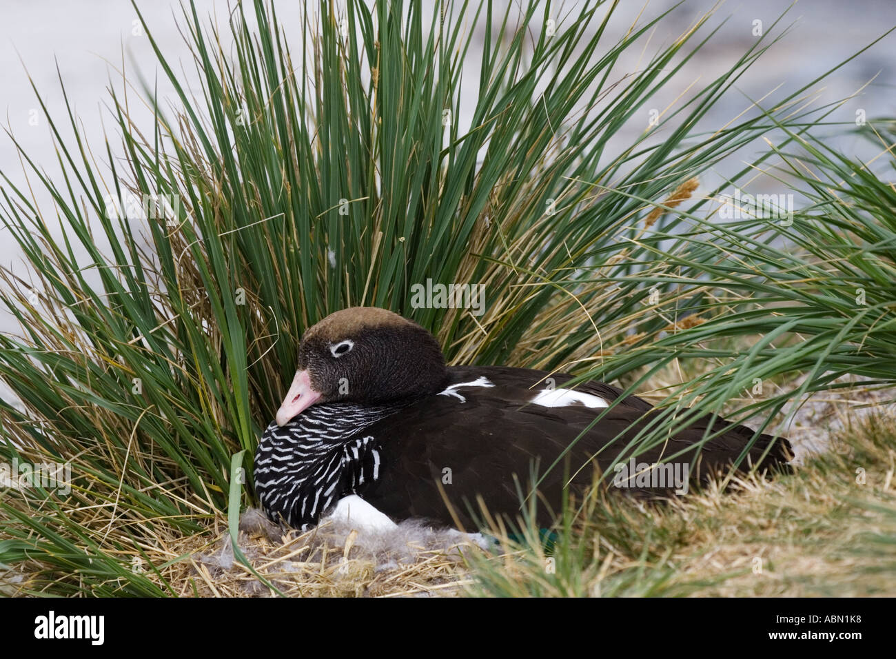 Female goose with brood hi-res stock photography and images - Alamy