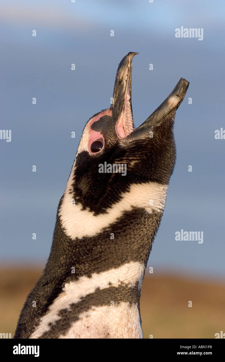 Magellanic Penguin Adult braying calling displaying at nest burrow Stock Photo