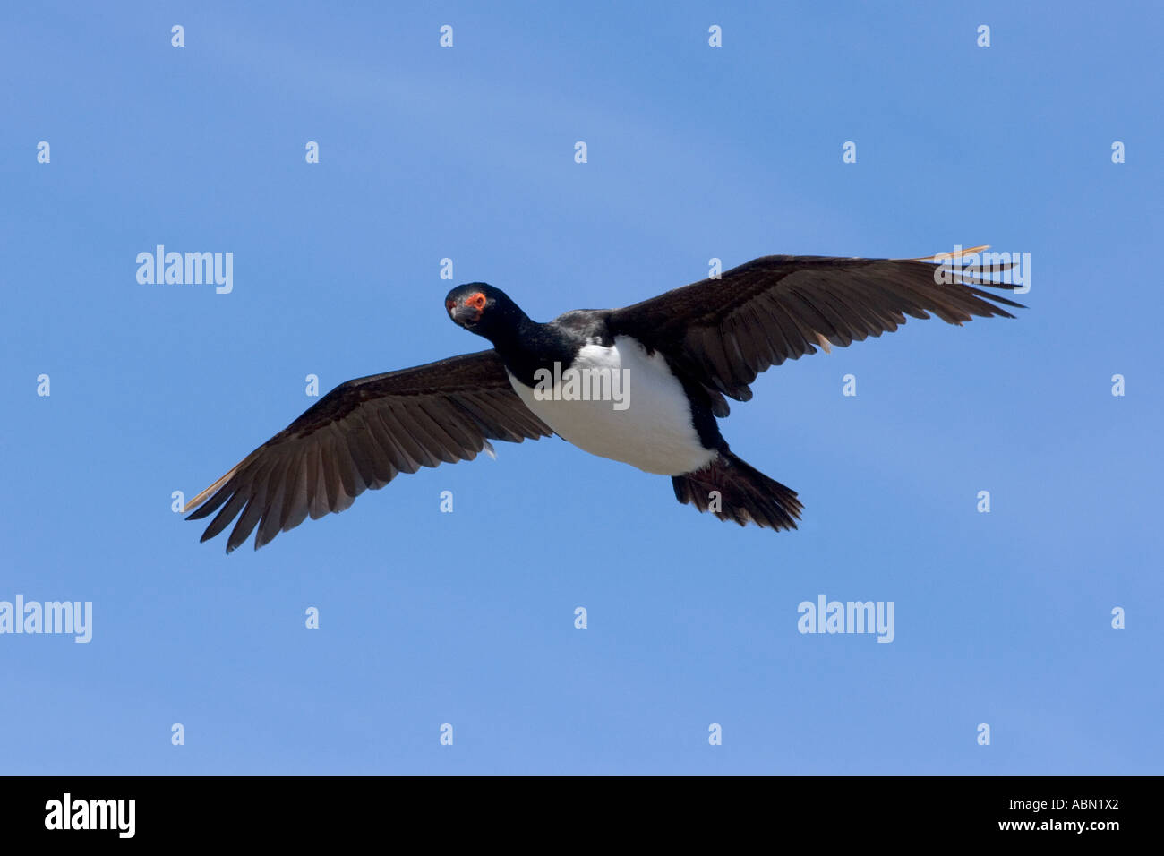 Rock Shag Adult in flight Stock Photo - Alamy