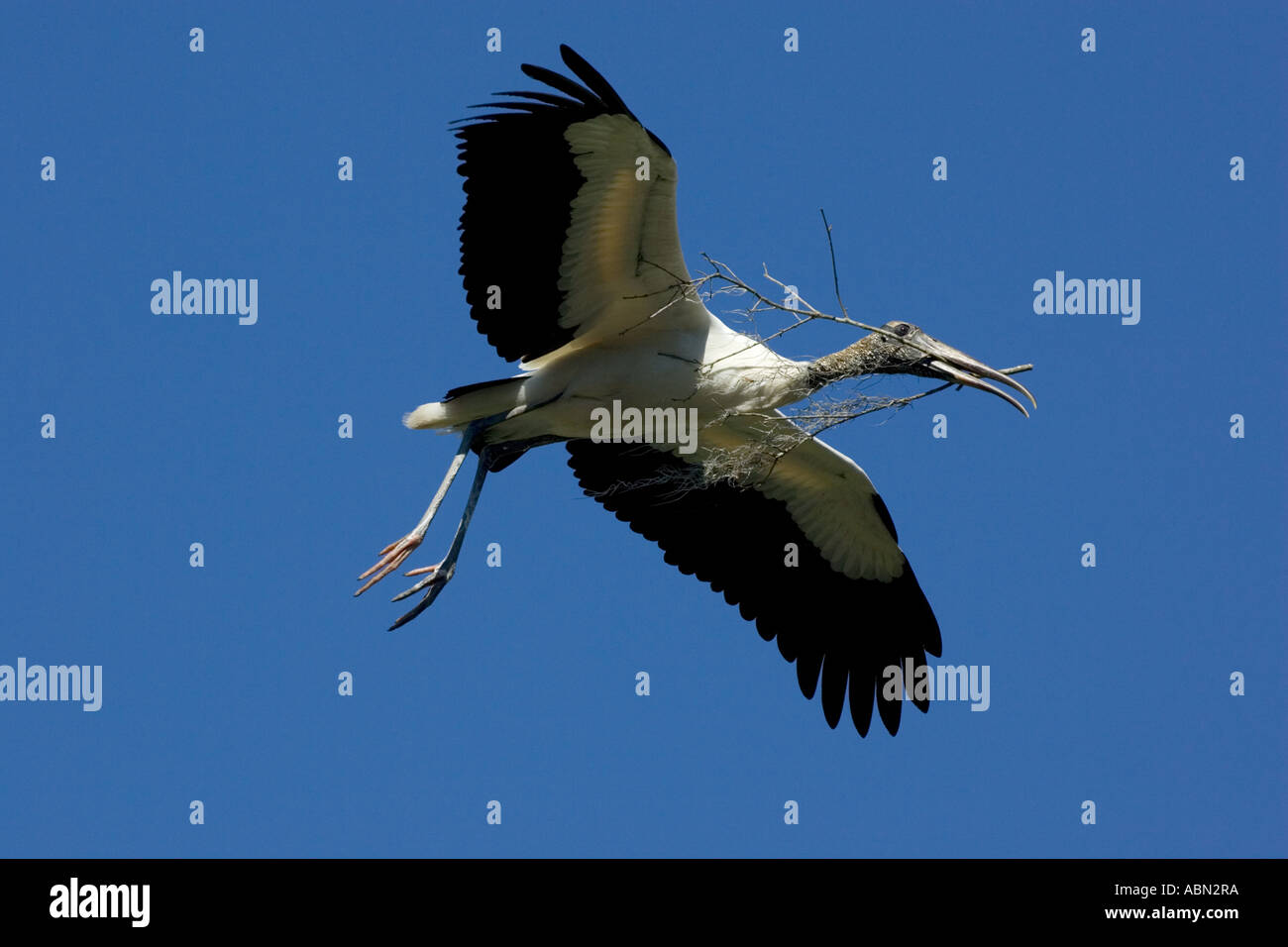 Wood Stork Adult bird in flight coming in to land with nesting material Stock Photo