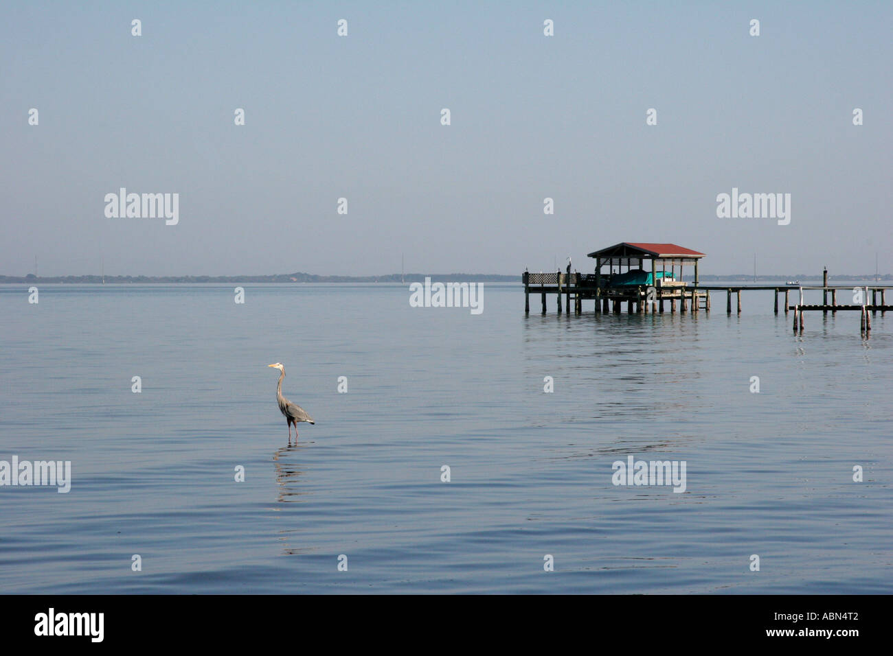 Heron Wading in the Indian River Stock Photo