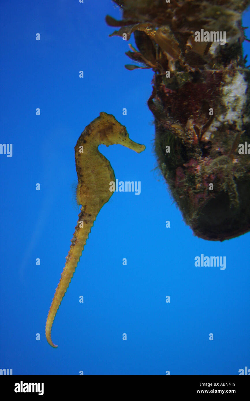 Seahorse Stock Photo