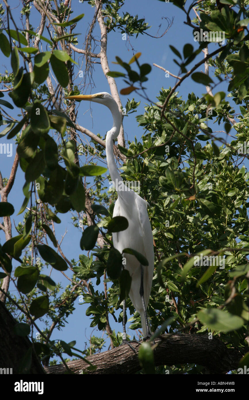 Great Egret in a tree Stock Photo