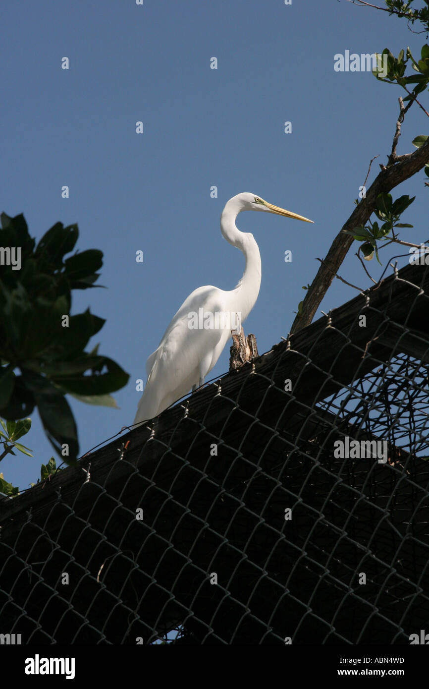 Great Egret on a rooftop Stock Photo