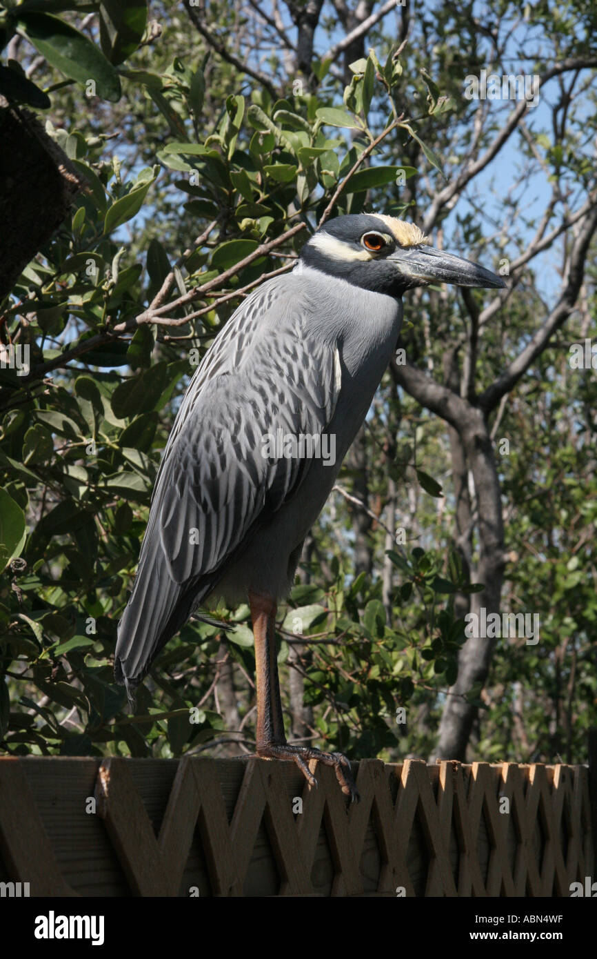 Yellow-Crowned Night Heron Stock Photo