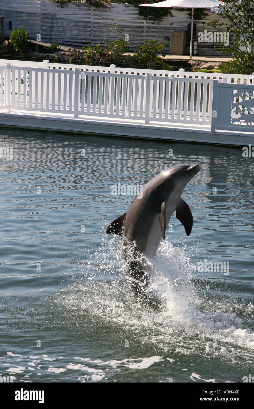 Dolphin Walking Stock Photo - Alamy