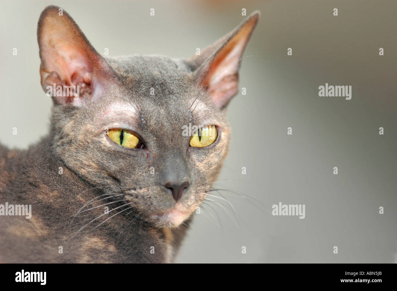 Gray Blue Cornish Rex breed of cat with short hair and yellow eyes adult cat Stock Photo