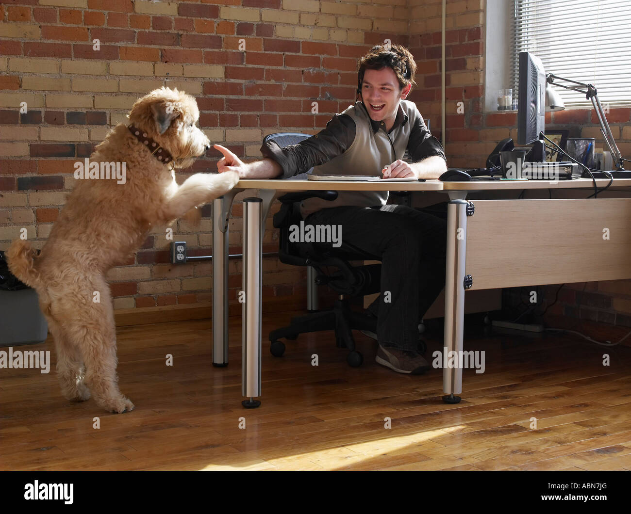 Getting the attention of a pet hi-res stock photography and images - Alamy