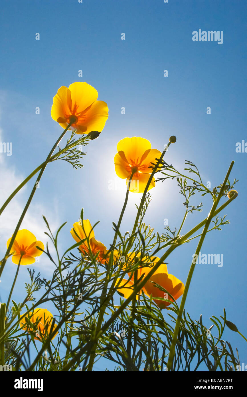 Meadow poppies under blue hi-res stock photography and images - Alamy