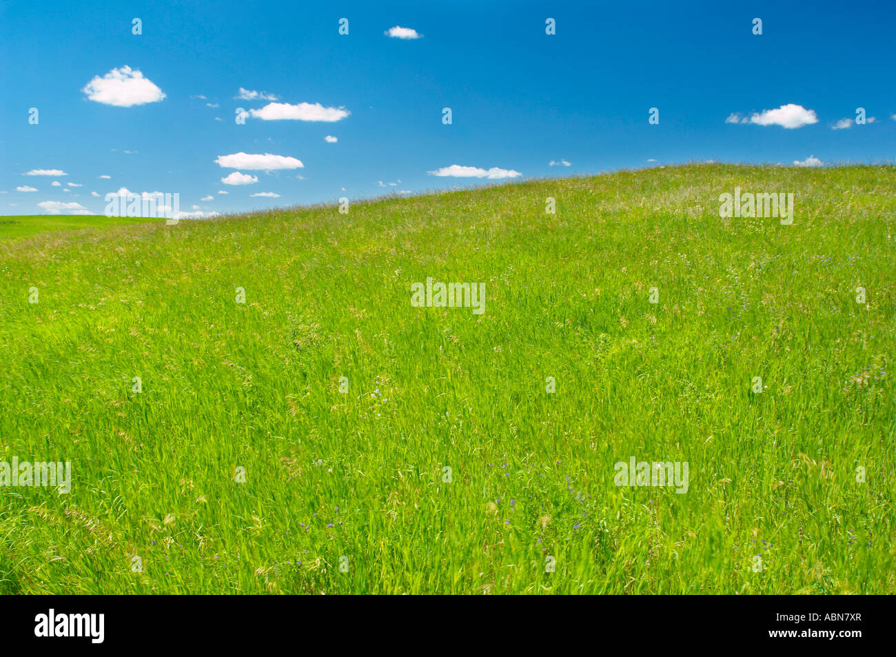 Green Grass and Blue Sky Stock Photo - Alamy