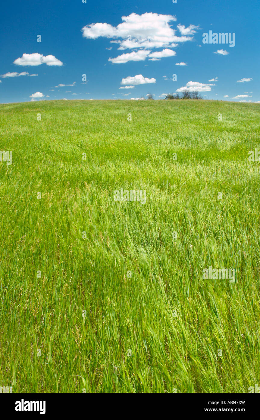 Green Grass and Blue Sky Stock Photo - Alamy