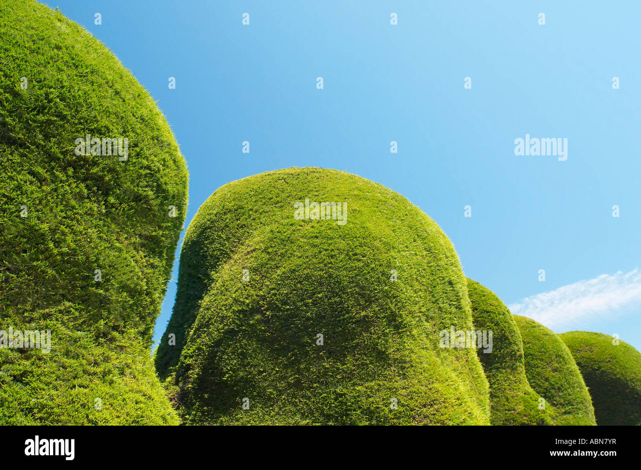 Sculpted Hedges and Blue Sky Stock Photo