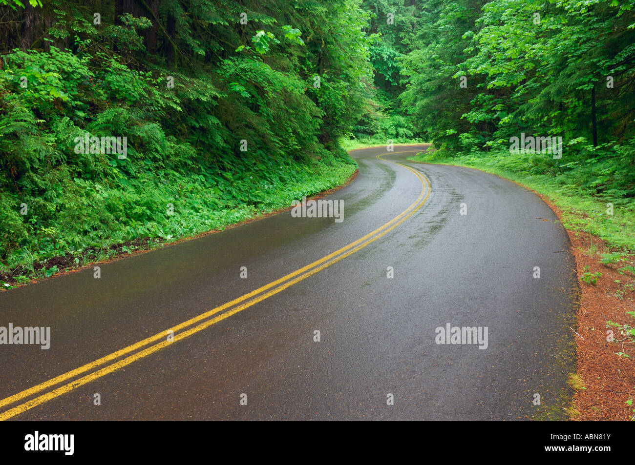 Highway 242 in Willamette National Forest, Oregon, USA Stock Photo