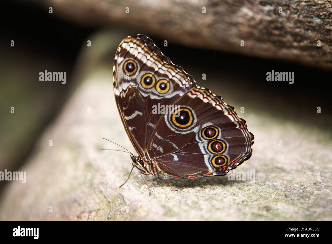 Shoemaker Butterfly Stock Photo