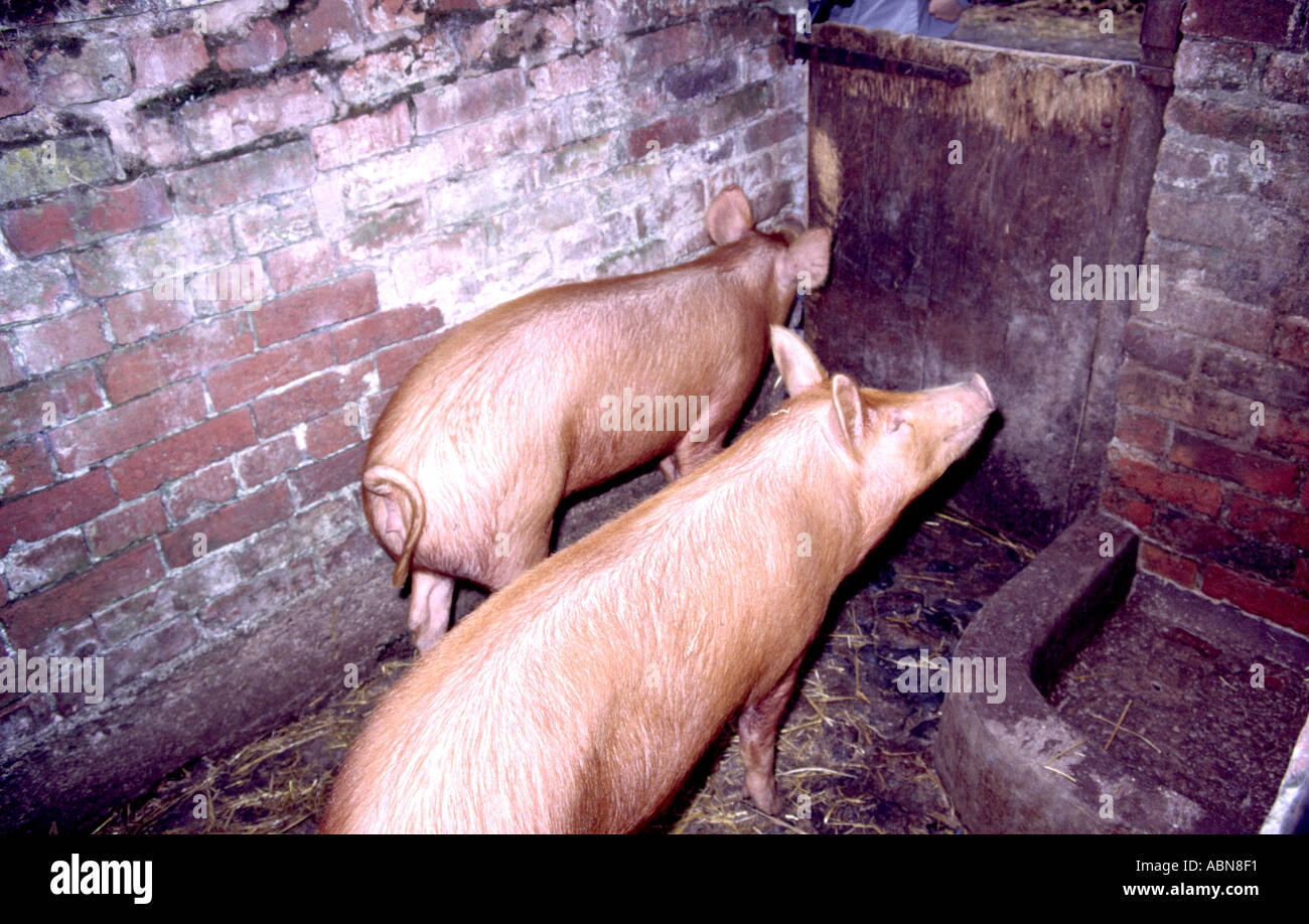 Pigs in sty Stock Photo