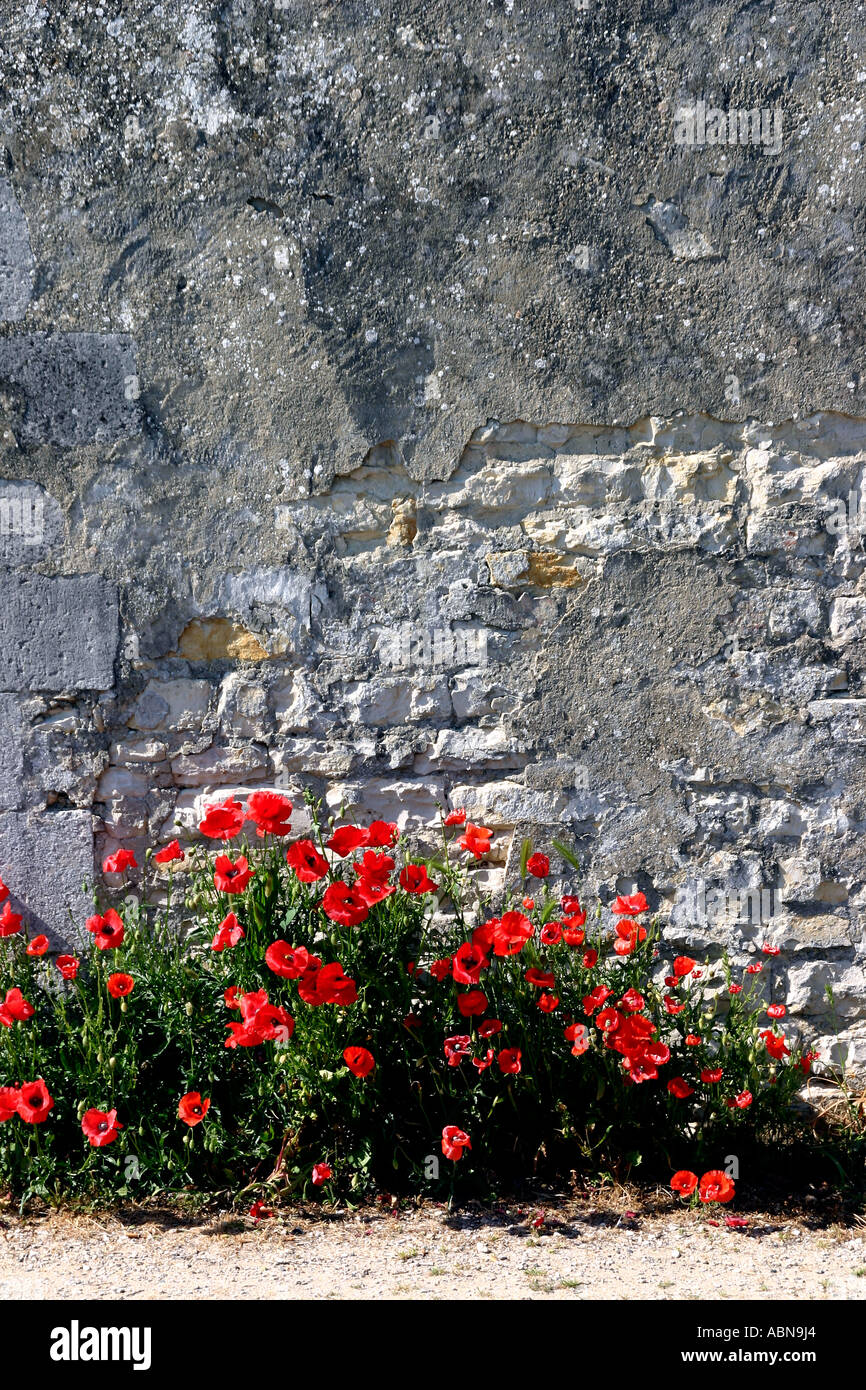 Wild Poppies Growing Near La Flotte On The Ile De Re In The Charente Stock Photo Alamy
