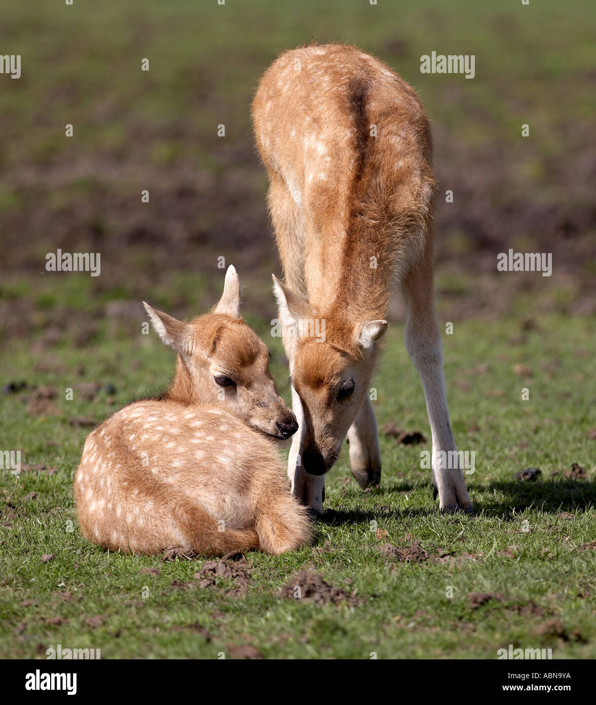 Two Pere David Deer Fawns Stock Photo