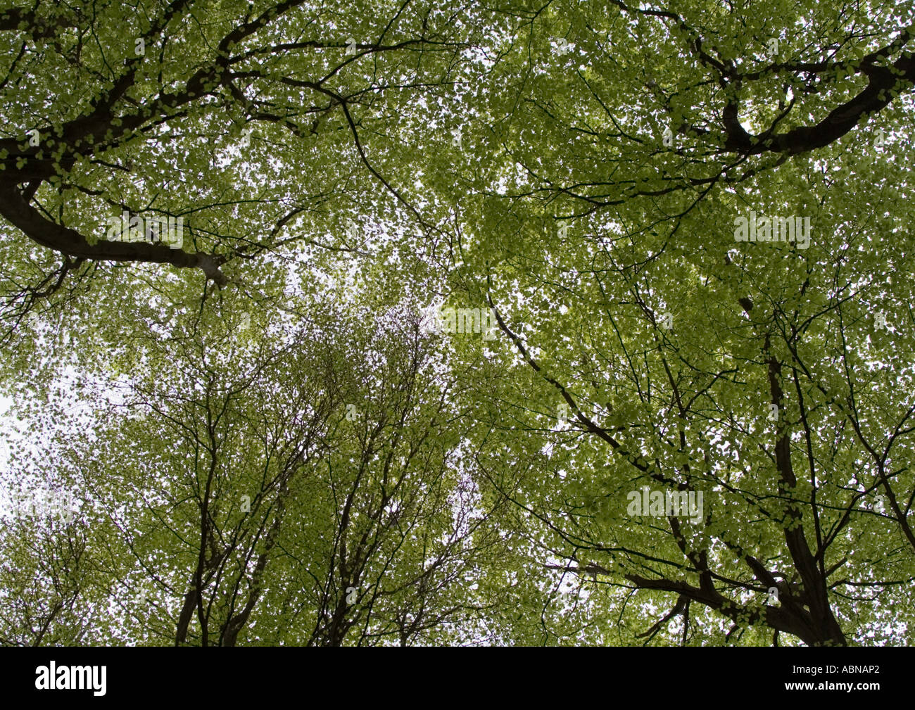 Tree canopy from below spring hi-res stock photography and images - Alamy