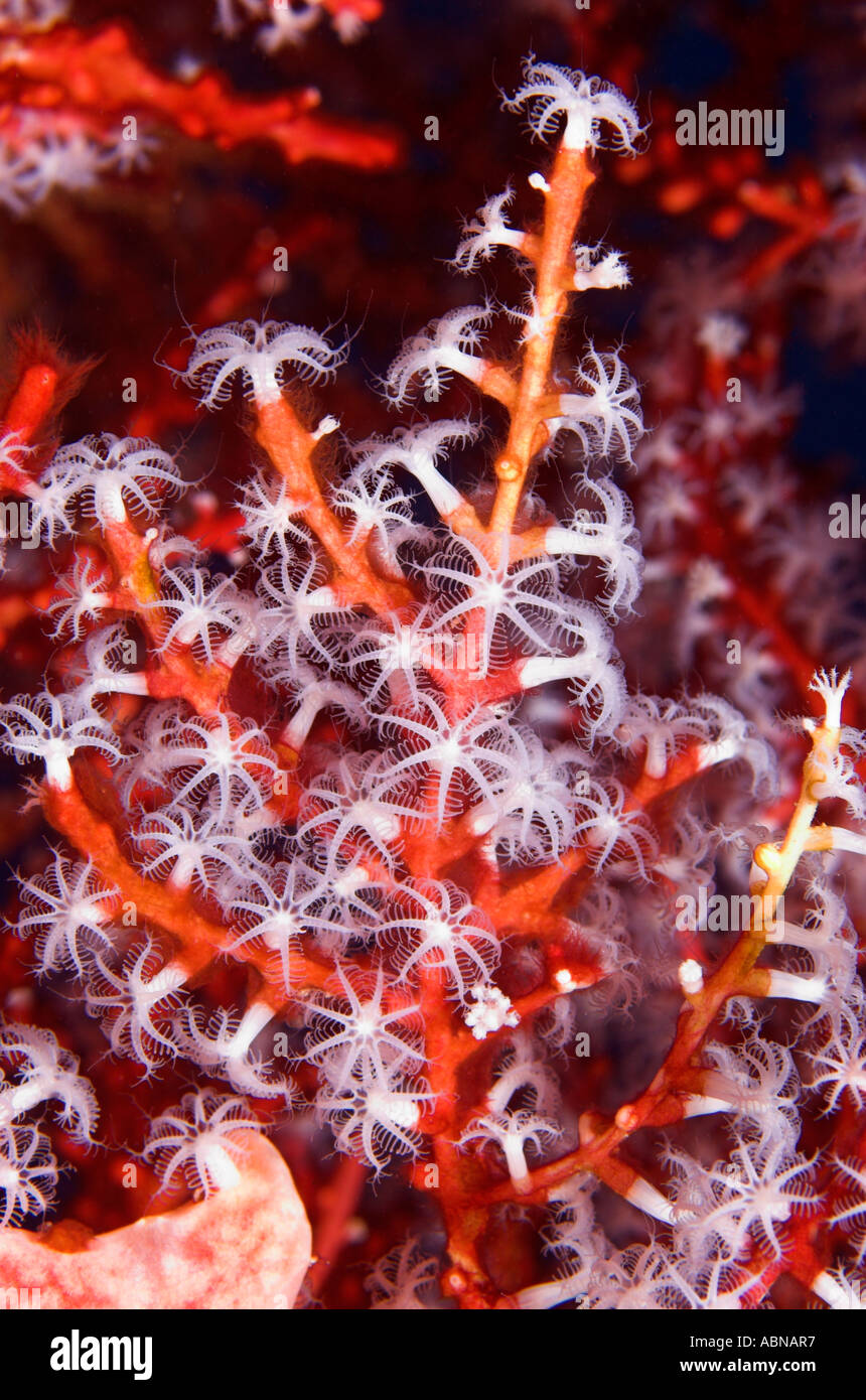 Closeup of sea fan showing the 8 tentacled arms of individual polyps Stock Photo