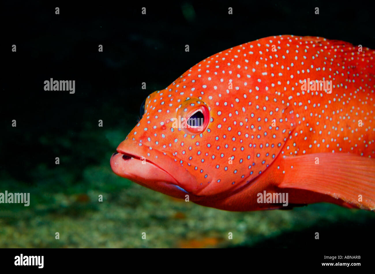Closeup of grouper mouth hires stock photography and images Alamy