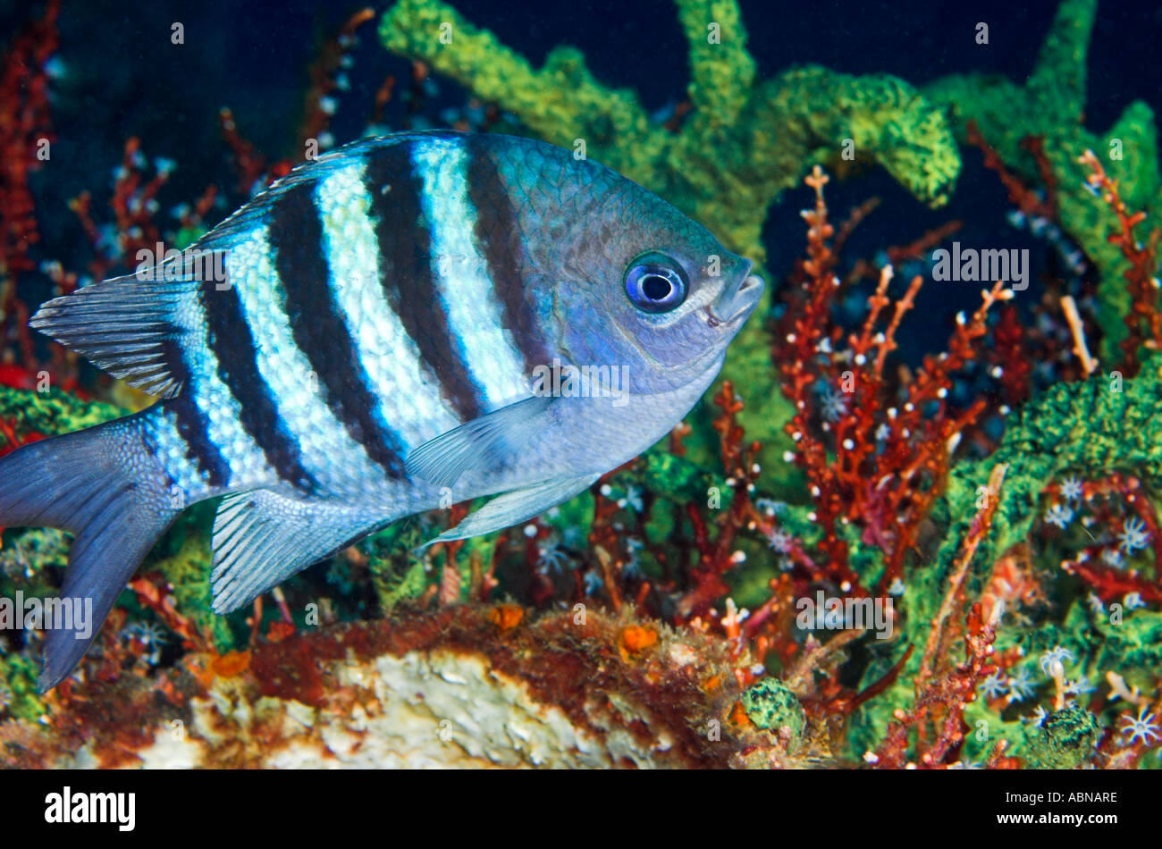 Sergeant Major Abudefduf saxatilis in Caribbean Stock Photo - Alamy