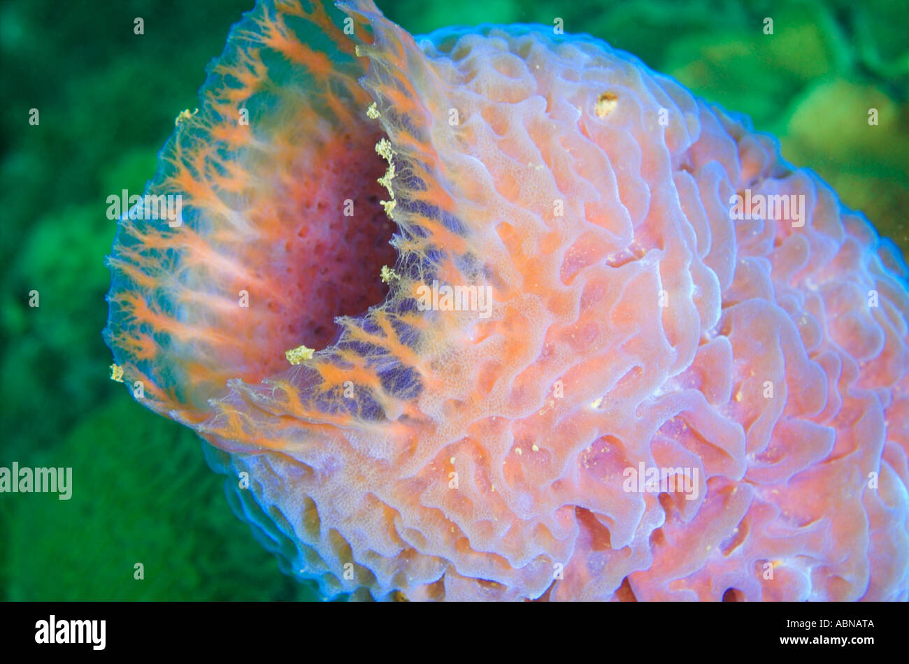 Blue vase sponge Stock Photo Alamy