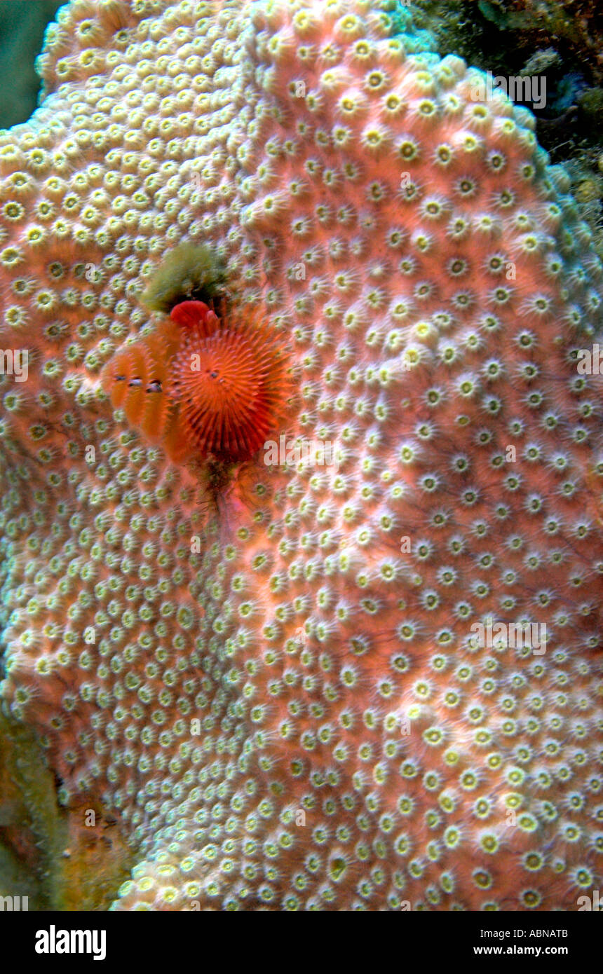 Christmas tree worms on star coral Caribbean Stock Photo Alamy