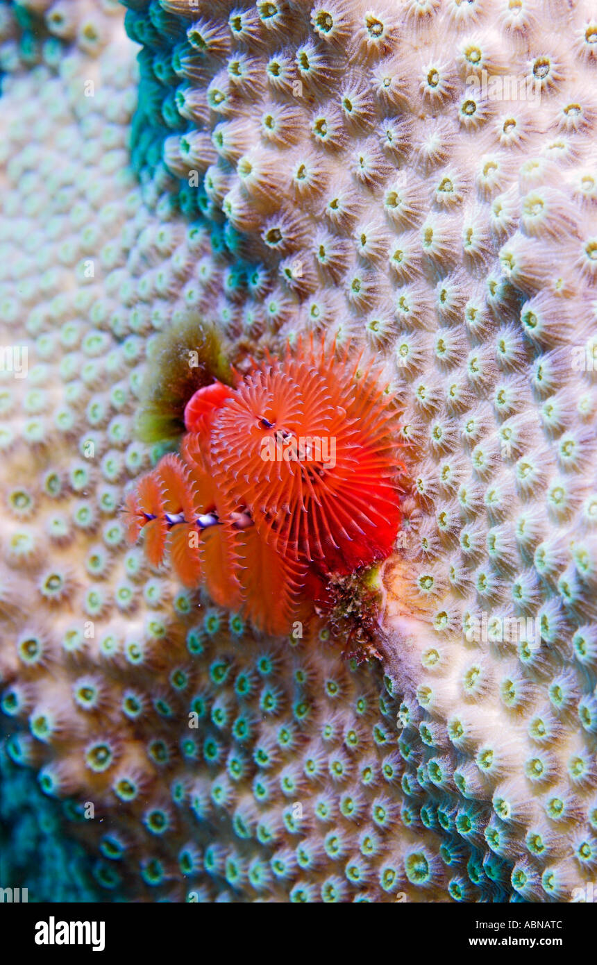 Christmas tree worms on star coral Caribbean Stock Photo Alamy