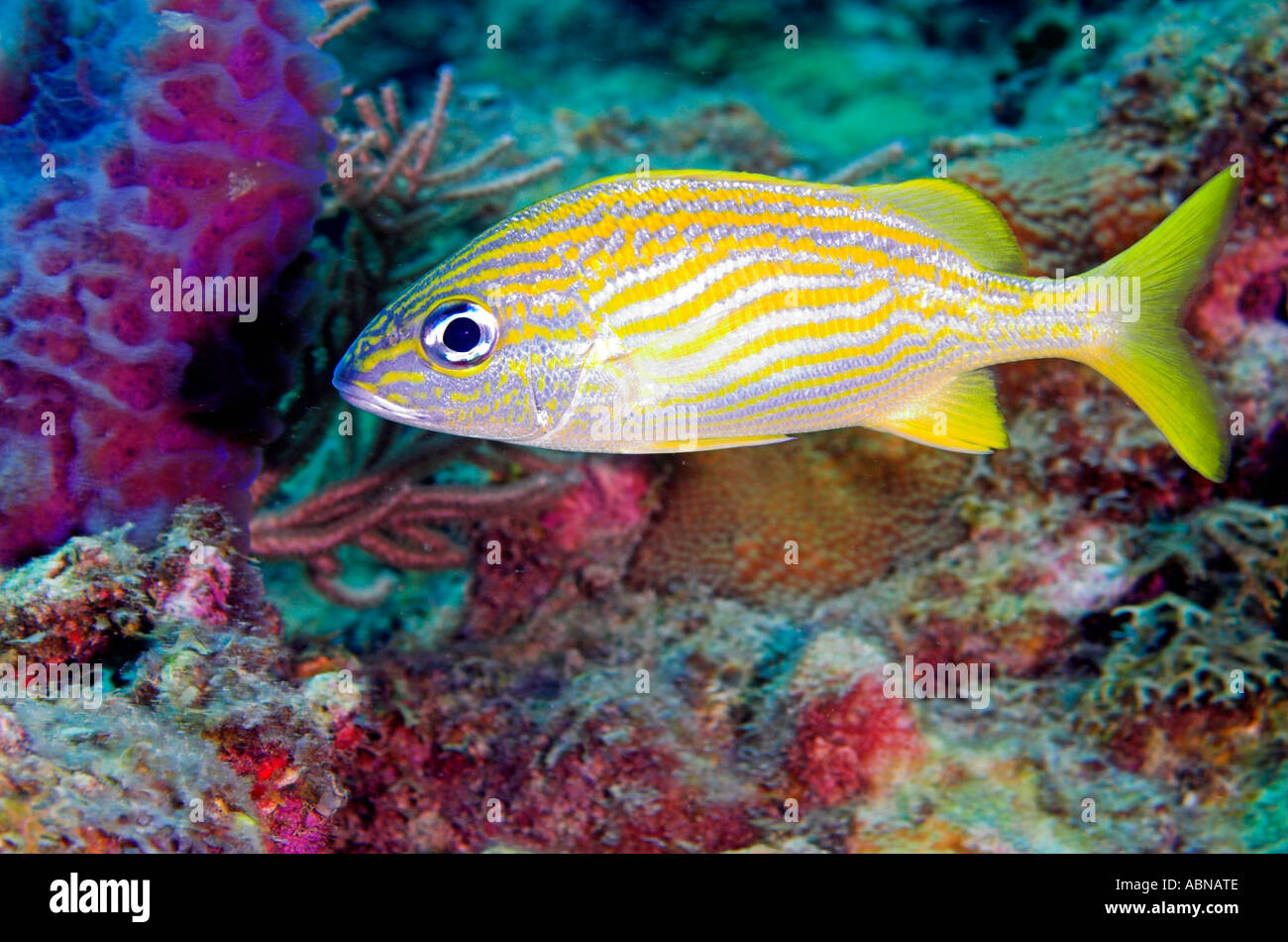 French grunt fish Haemulon flavolineatum Caribbean Stock Photo