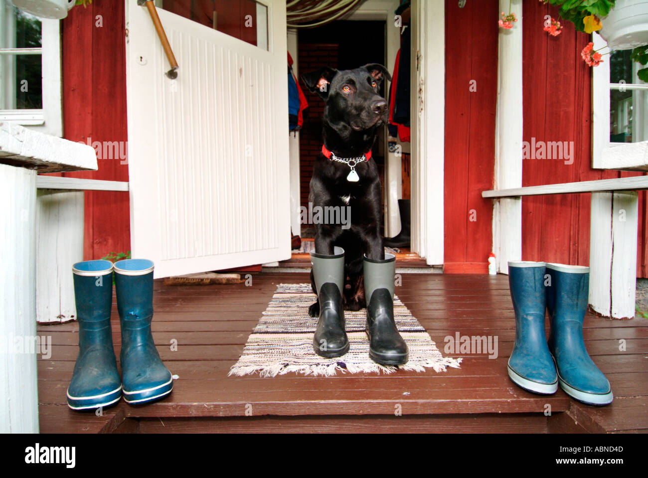 border collie rain boots