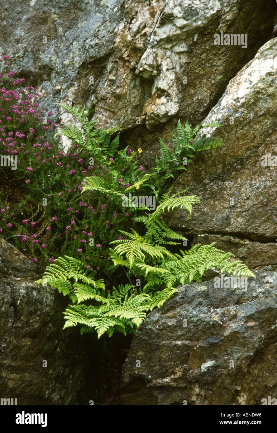 Scotland scottish highlands fern ferns green hires stock photography
