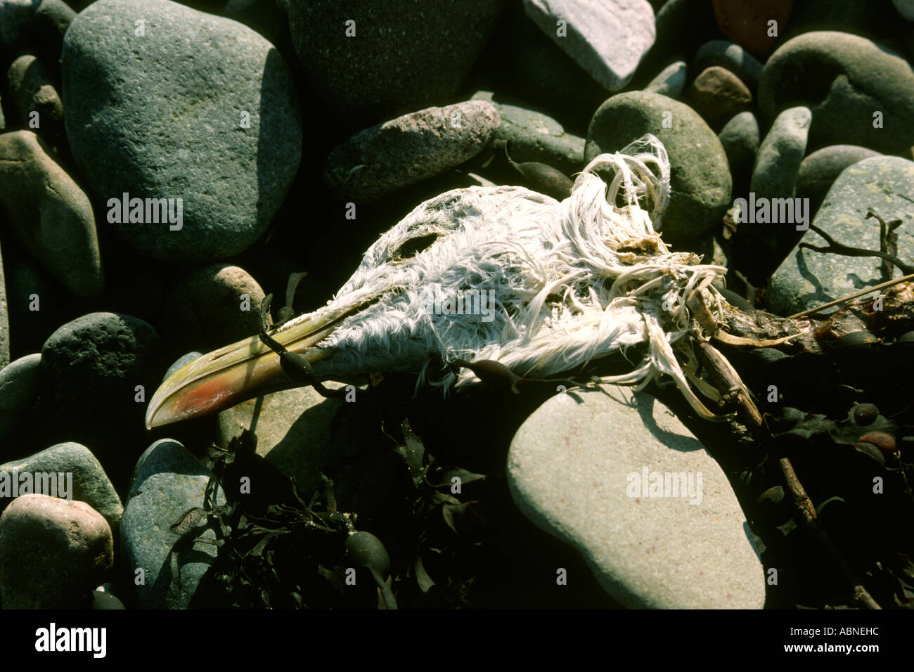 Cumbria Seascale seagulls decaying head on beach Stock Photo