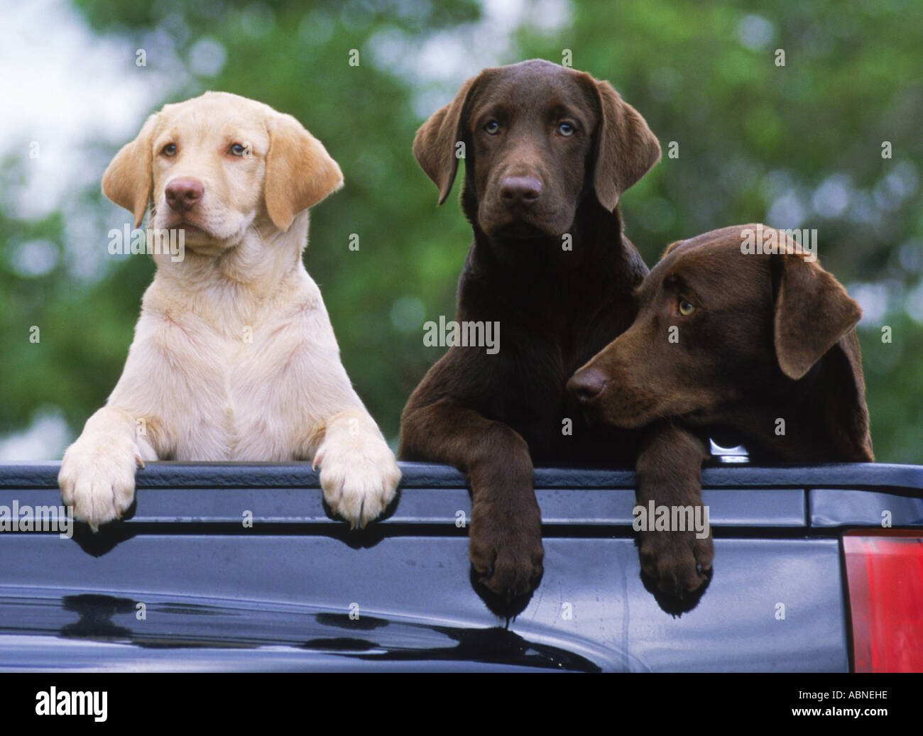 Short bed pick up truck hires stock photography and images Alamy