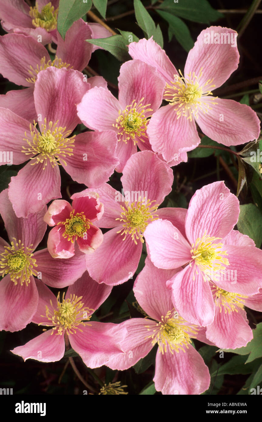 Clematis montana var. rubens, pink flowers, climbing garden plant Stock Photo