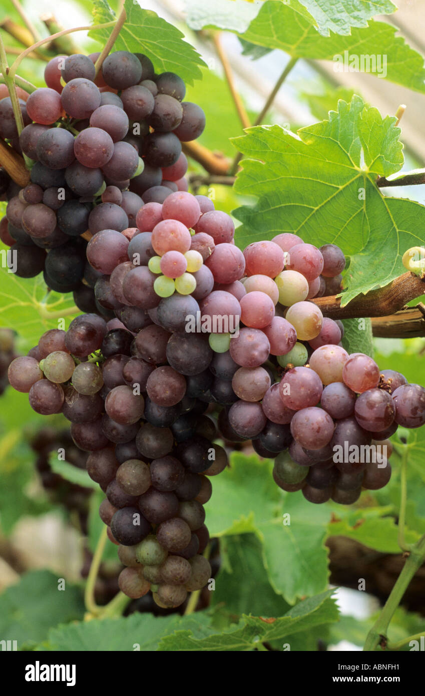 Grape 'Black Hamburgh', edible fruit, red grape, greenhouse garden plant, horticulture, grapes Stock Photo