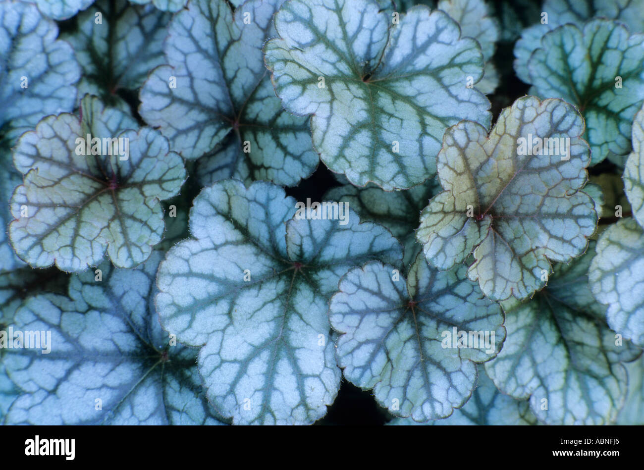 Heuchera 'Silver Scrolls', Alum root, foliage plant, ground cover