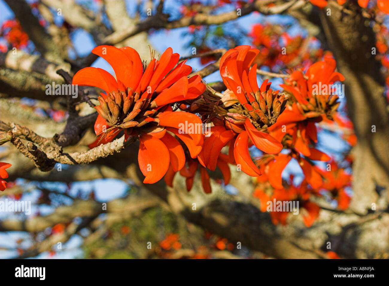 Coral Tree Flower Red Stock Photo Alamy