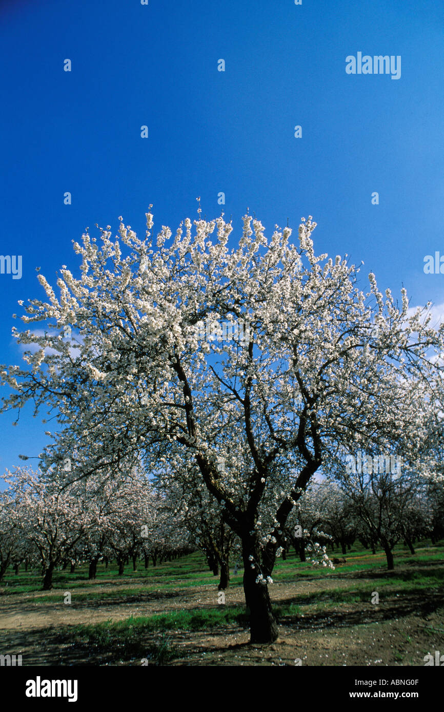 California, Modesto, Almond orchard in bloom Stock Photo