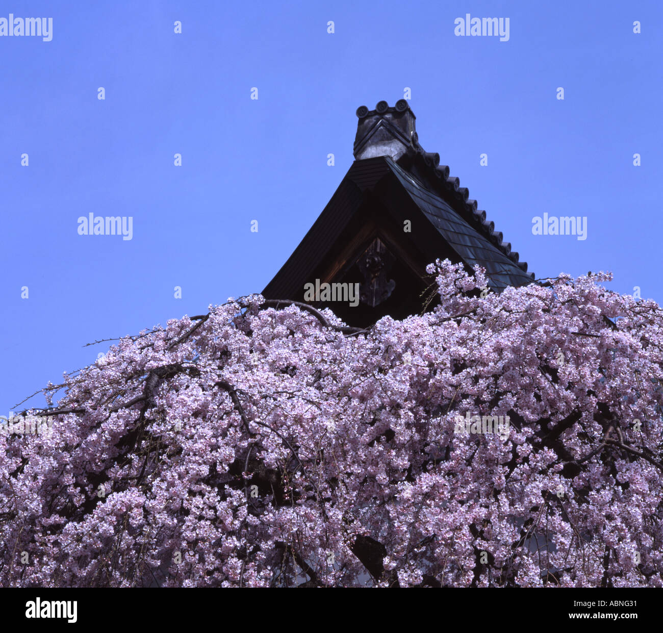 Cherry blossom blooms beside Buddhist temple roof Stock Photo