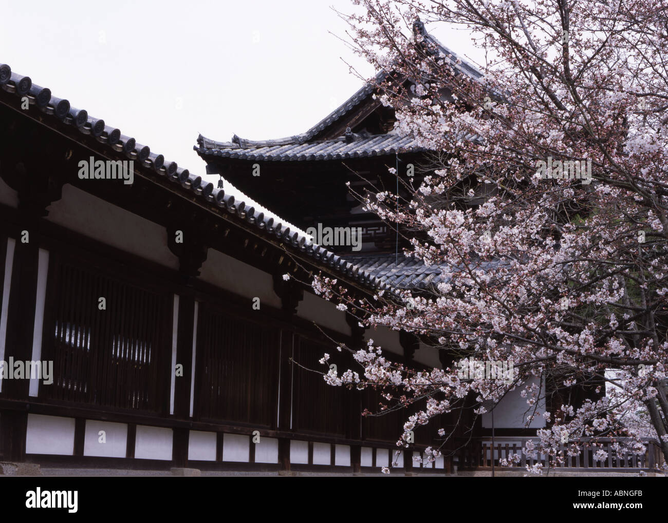 Cherry blossom blooms inside the walls of the Horyuji temple near Nara Japan Stock Photo