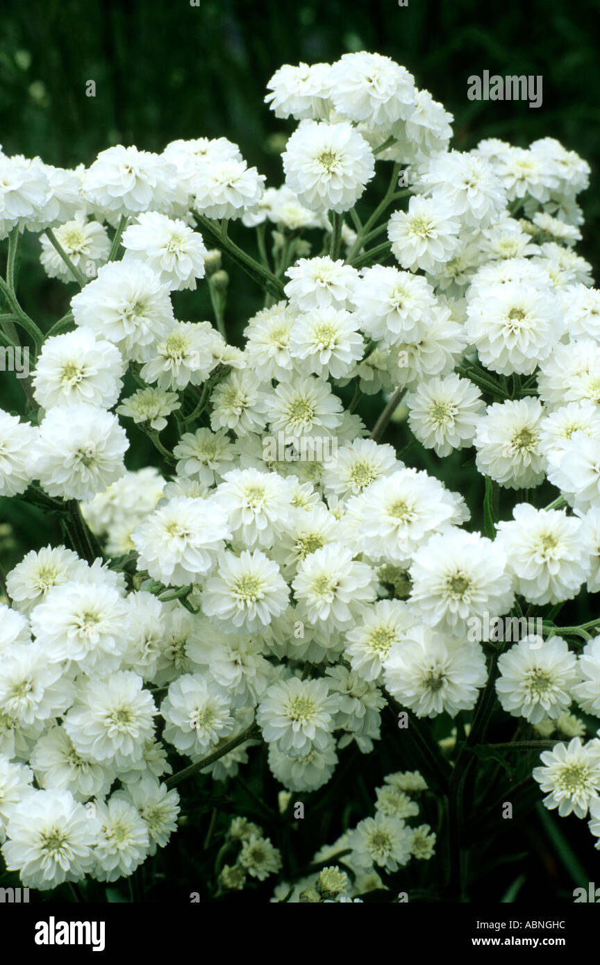 Achillea ptarmica The Pearl, white flowers, garden plant Stock Photo