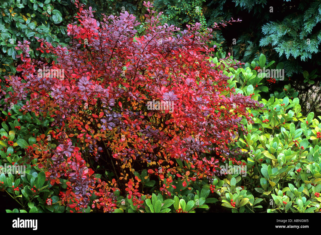 Berberis thunbergii 'Rose Glow' and Skimmia, colour contrast, in Autumn border Stock Photo