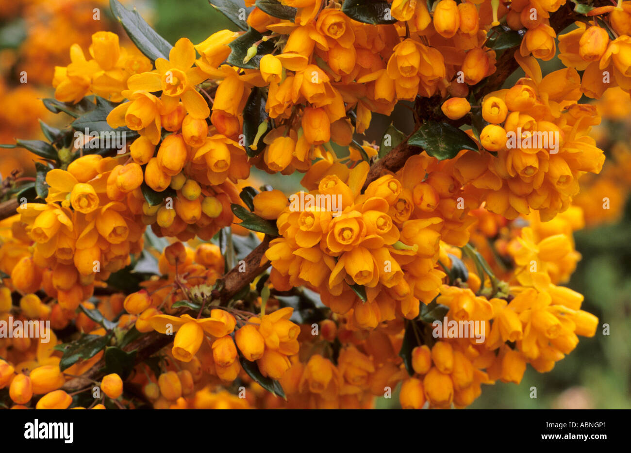 Berberis x lologensis 'Apricot Queen', close up Stock Photo