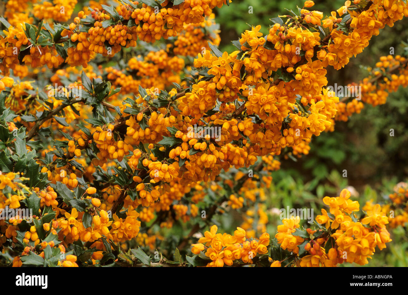 Berberis x lologensis 'Apricot Queen' Stock Photo