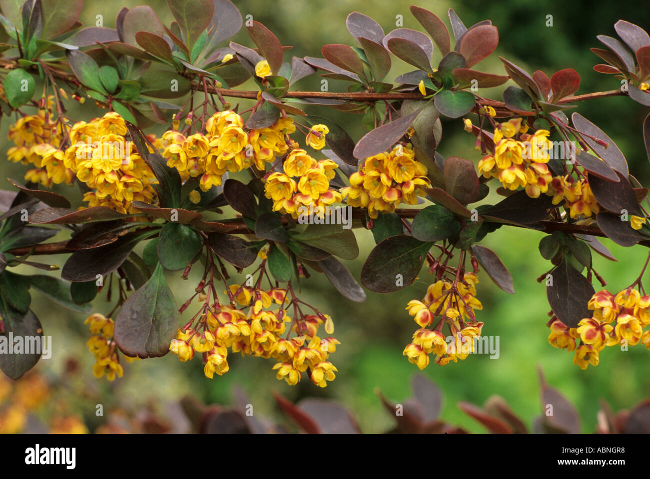 Berberis x ottawensis 'Superba', Spring flowers Stock Photo