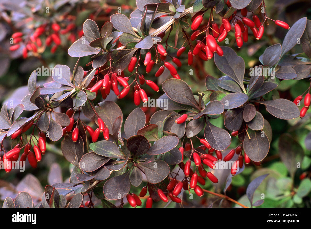 Berberis x ottawensis 'Superba', red autumn berries Stock Photo