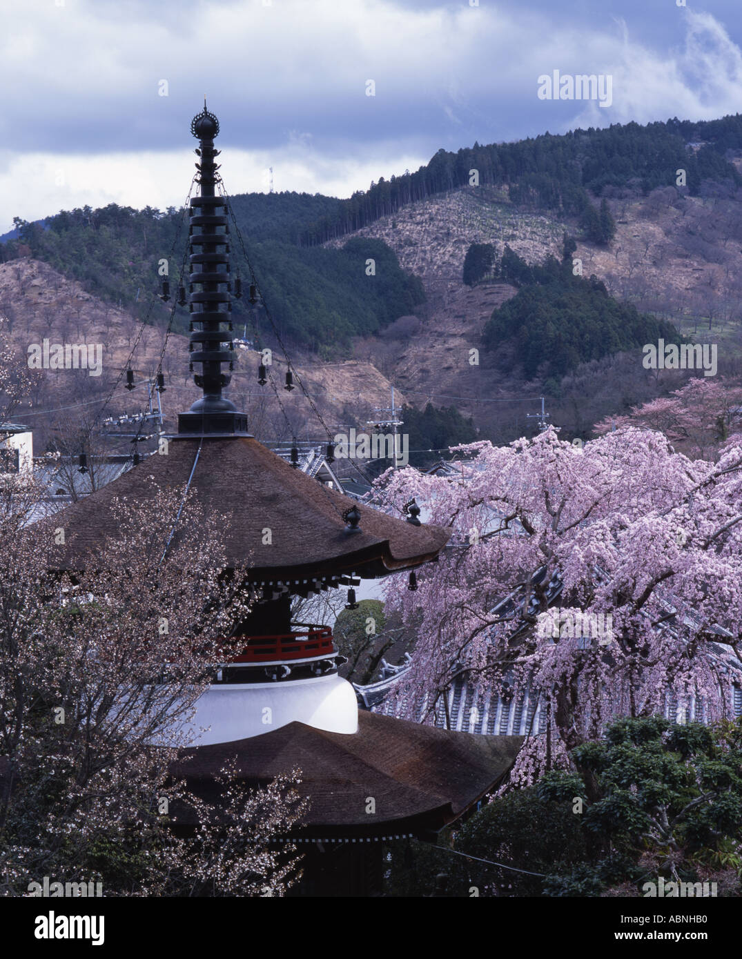 Temple pagoda and cherry blossom in Yoshino Japan Stock Photo